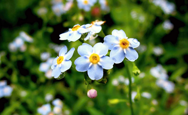 Sommer im Chalet (Photo 3)